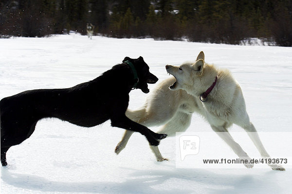 Husky sled dogs fighting playfully  Yukon Territory  Canada