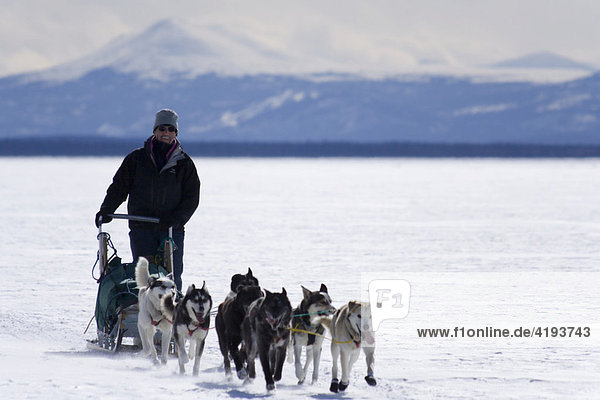Musher leading a dog sled team over Lake Laberge in front of mountains  Yukon Territory  Canada