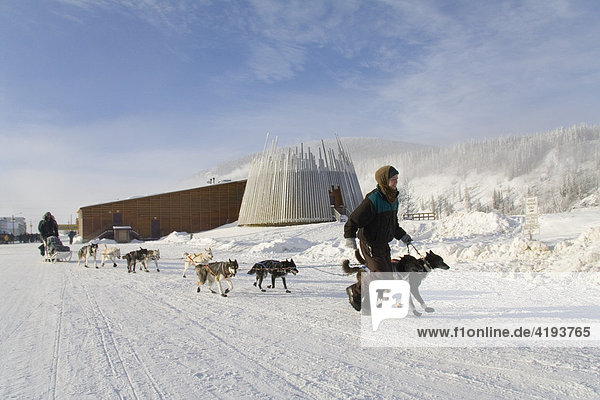 Yukon Quest Schlittenhunderennen  Betreuer führt ein Hundeteam  Dawson City  Yukon Territory  Kanada  Nordamerika