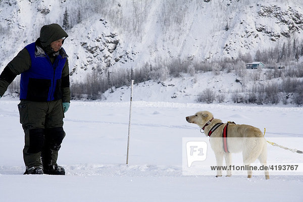 Yukon Quest Hundeschlittenführer motiviert seinen Leithund auf dem gefrorenenen Yukon River  Dawson City  Yukon Territory  Kanada  Nordamerika
