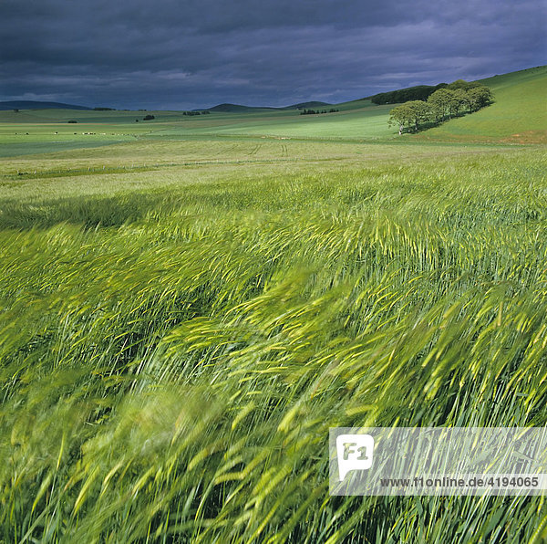 Getreidefelder  Gerste (Hordeum vulgare)  bei stürmischer Wetterlage  Deutschland