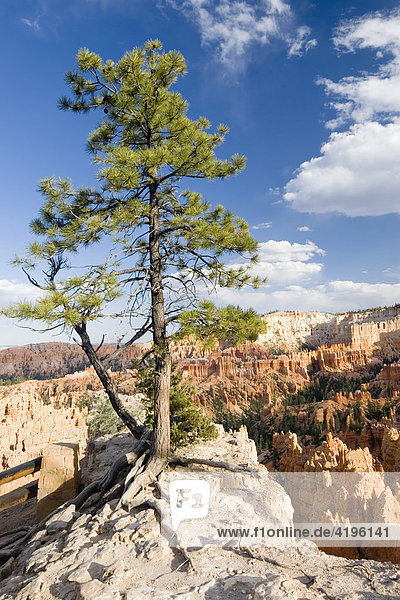 Kiefer (Pinus)  Bryce Canyon Nationalpark  Utah  USA