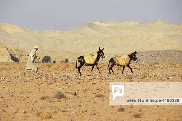Man in desert with two donkeys Morocco