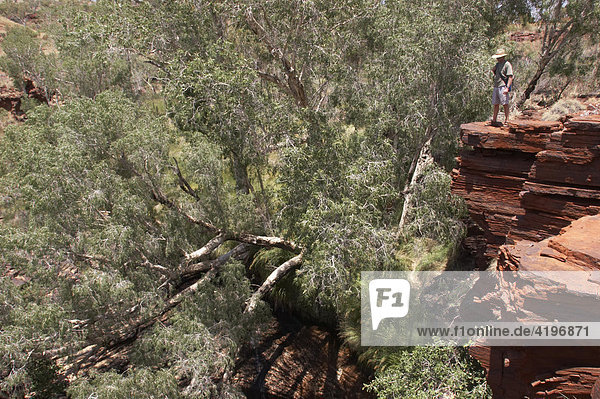 Tourist steht auf Felsen am Rande der Kalamina Gorge Karijini National Park Pilbara Region Westaustralien WA