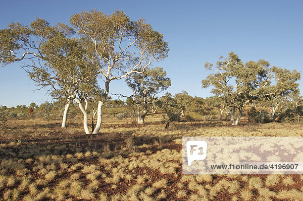 Landschaft mit Spinifexgras und Snappy Gum Trees im Karijini National Park Pilbara Region Westaustralien WA