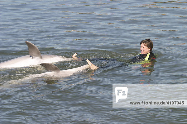 Delphin Schwimmen in Dolphin Research Center Florida USA