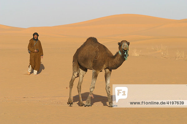 Marokkaner und Kamel (Camelus)  Marokko