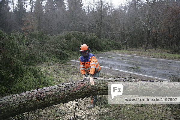 Ein Mitarbeiter der Strassenmeissterei zersägt Bäume  die vom Orkan Kyrill umgeworfen wurden.