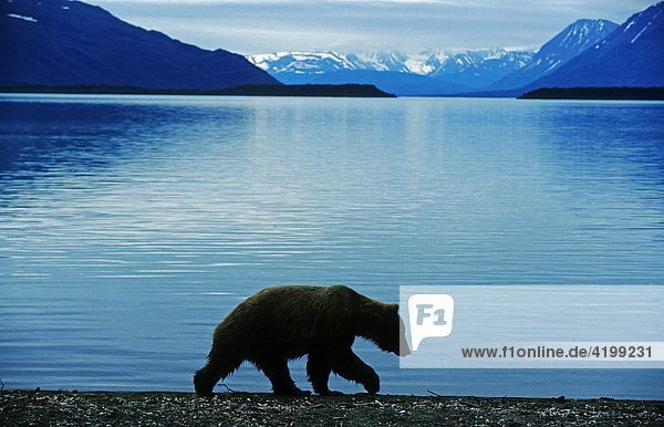 Braunbär (Ursus arctos) geht in der Abenddämmerung am Ufer eines Sees entlang  Katmai-Nationalpark  Alaska