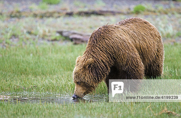 Braunbär (Ursus arctos) am Wasser saufen  Katmai-Nationalpark  Alaska