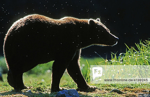 Braunbär (Ursus arctos) im Gegenlicht  Katmai-Nationalpark  Alaska