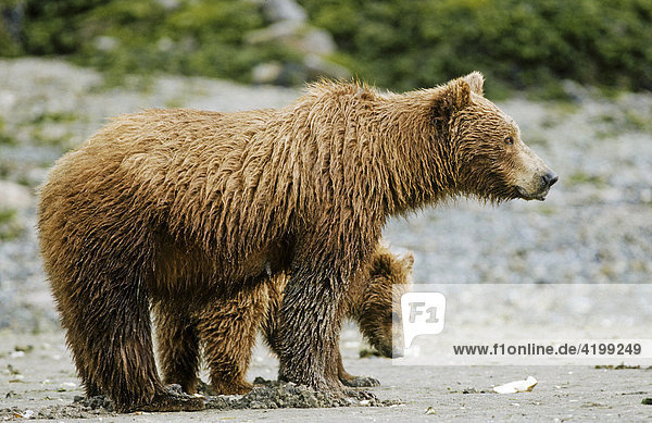 Brown bear (Ursus arctos) female with pup foraging  Katmai N.P.  Alaska