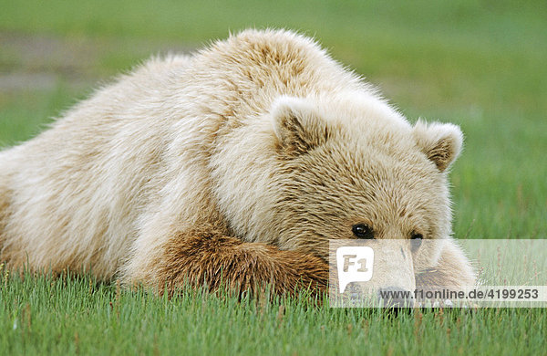 Braunbär (Ursus arctos) Porträt  Katmai N.P.  Alaska