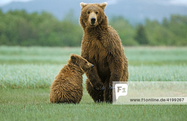 Brown bear (Ursus arctos) female with pup standing on their back legs to observe its surroundings  Katmai N.P.  Alaska