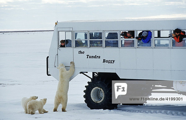 Eisbären (Ursus maritimus)  Mutter versucht am Tundra Buggy hochzuklettern  Jungen  Hudson Bay  Kanada  Nordamerika