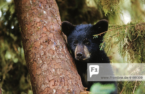 Young black bear  cinnamon bear (Ursus americanus)   South East Alaska