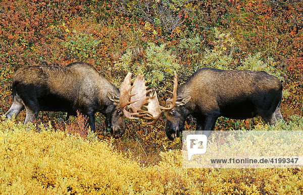 Mooses (Alces alces) fighting in the rutting season  Denali N.P.  Alaska  America