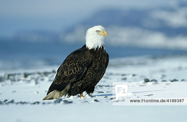 Bald Eagle (Haliaeetus leucocephalus) in snow Alaska