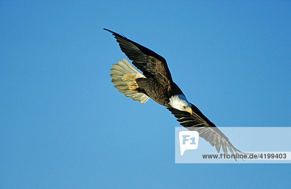 Bald Eagle (Haliaeetus leucocephalus) flying Alaska