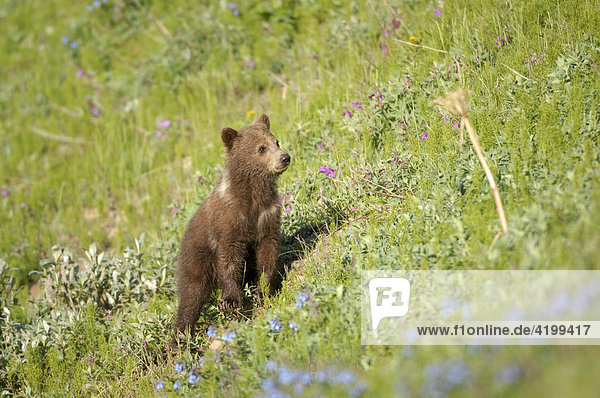 Brown Bear cub (Ursus arctos) ca. half a year old crossing the tundra  Denali National Park  Alaska  USA