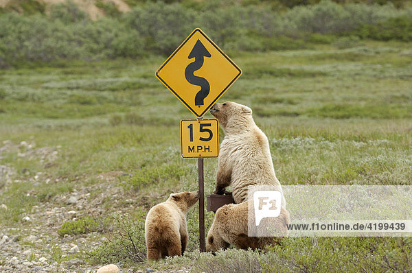 Braunbärin (Ursus arctos) untersucht mit ihrem Nachwuchs ein Straßensignal im Denali National Park  Alaska  USA