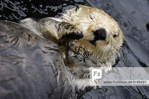 Portrait  Sea Otter (Enhydra lutris)  Vancouver Aquarium  Vancouver  British Columbia  Canada