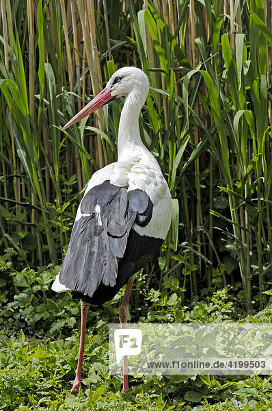 Weißstörche (Ciconia ciconia) - Schweiz