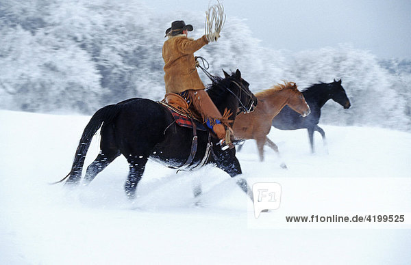 Cowboy treibt Pferde  Kanada
