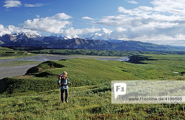 Wandern durch den Denali Nationalpark  hinten der Mt. McKinley  Alaska