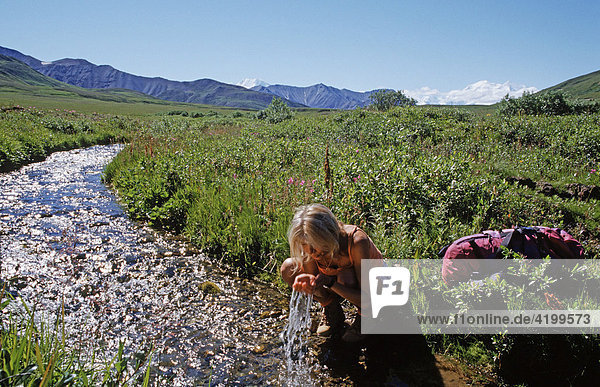 Cooling off in a cold mountain stream  Mt. McKinley in background  Denali National Park  Alaska  USA