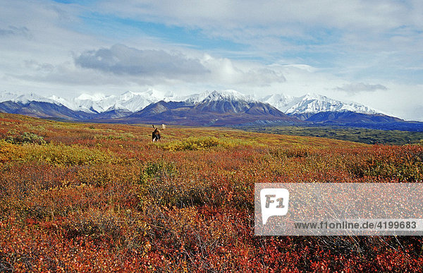 Moose on the autumn tundra  Alaska Range at the back  Denali National Park  Alaska  USA