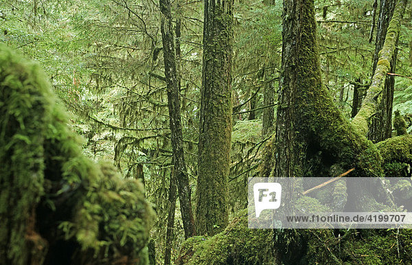 Tongass Regenwald  der grösste  zusammenhängende  gemässigte Regenwald der Welt - Südost Alaska  USA