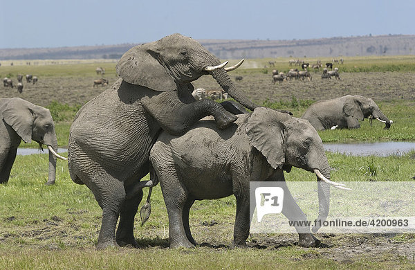Elefant  afrikanischer Elefant  (Loxodonta africana)  afrikanisches Elefantenpaar bei der Kopulation  Amboseli  Kenia