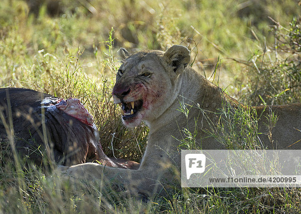 Löwe (Panthera leo)  Löwin am Riss im Morgenlicht  Serengeti  Tansania
