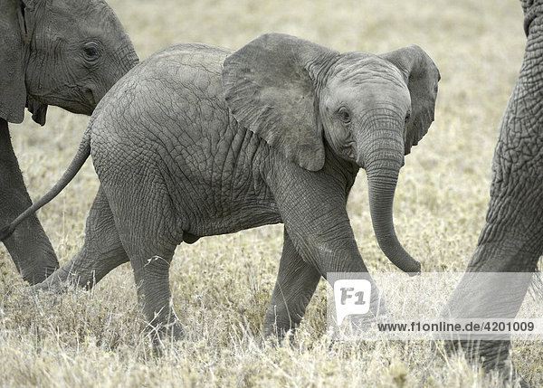 Elefant  afrikanischer Elefant  (Loxodonta africana)  Elefantenbaby läuft zwischen den Elefantenkühen  Serengeti  Tansania