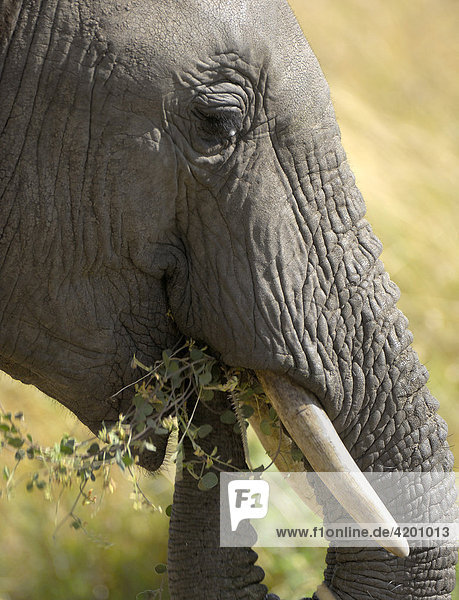 Elefant  afrikanischer Elefant  (Loxodonta africana)  fressender Elefant  Nahportrait seitlich  Masai Mara  Kenia