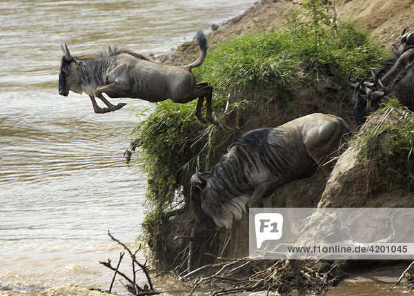 Gnu  Streifengnu  Weissbartgnu (Connochaetes taurinus)  Gnumigration  in den Mara River springendes Gnukalb  Massai Mara  Kenia
