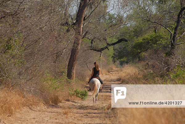 Sich entfernende junge Frau auf Pferd auf schmalem Pfad im Trockenwald  Gran Chaco  Paraguay