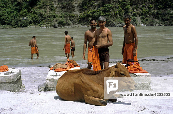 Heilige Kuh und Pilger  Rishikesh  Indien  Asien