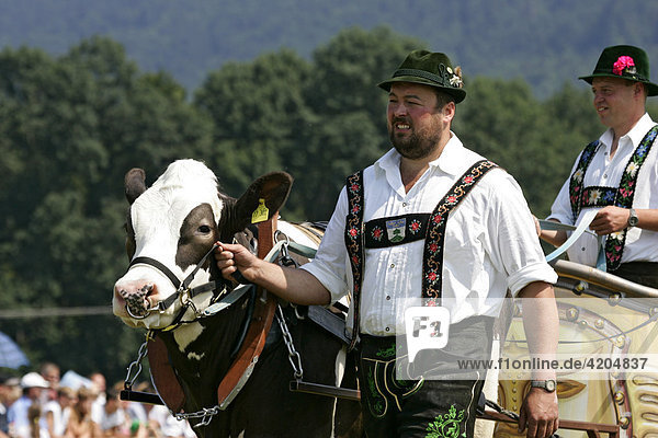 Erstes Bichler Ochsenrennen am 8.8.2004 in Bichl Oberbayern Deutschland