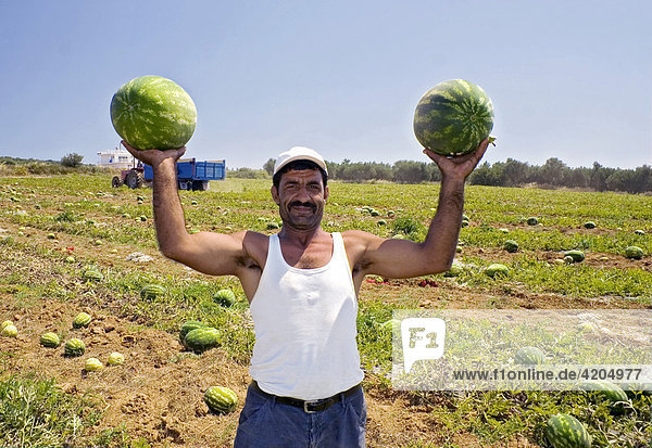 Melonenernte  Wassermelone  Peloponnes  Griechenland