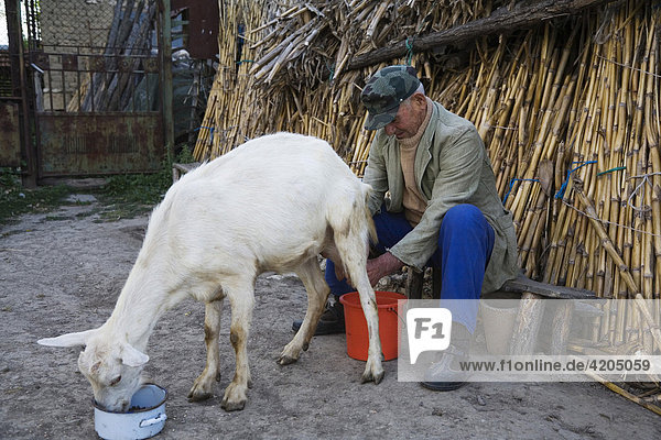 Farmer milking goat  Muselievo near Pleven  Bulgaria