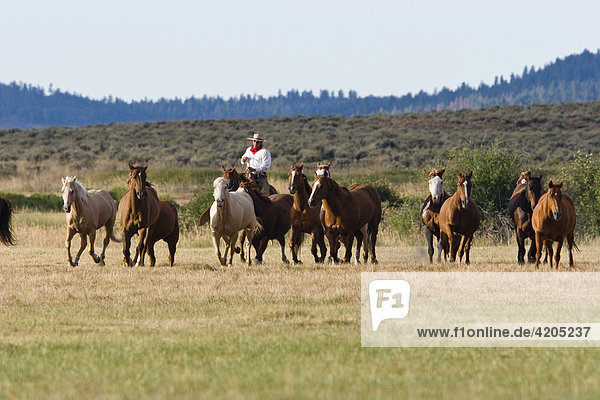 Cowboy treibt Pferde zusammen  Wilder Westen  Oregon  USA