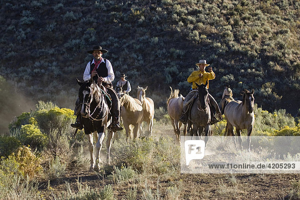 Cowboys mit Pferden  Wilder Westen  Oregon  USA