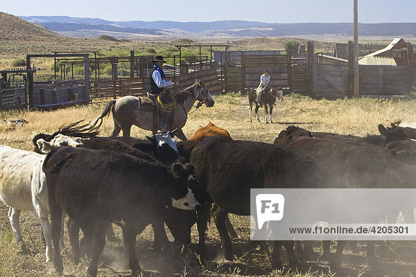 Cowboys treiben Rindern zusammen  Oregon  USA