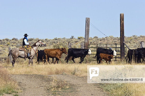 Cowboy working with cattle  Oregon  USA