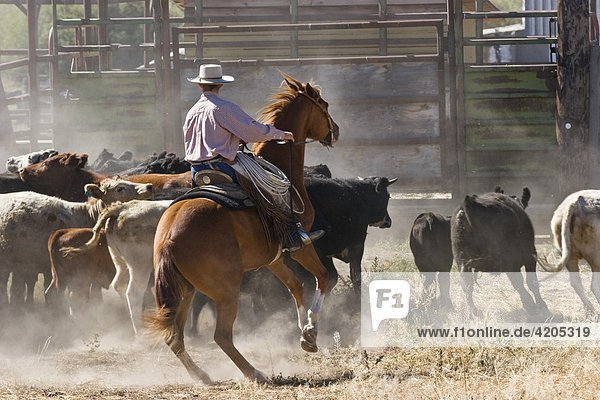 Cowboy working  with cattle  Oregon  USA