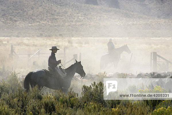 Cowboys treiben Rindern zusammen  Oregon  USA