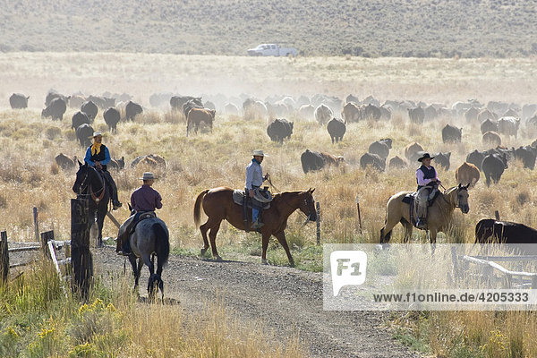 Cowgirl and cowboys with cattle  Oregon  USA