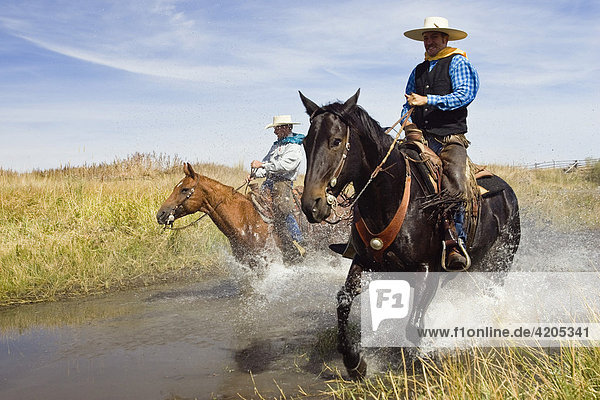 Cowboys riding in water  Oregon  USA